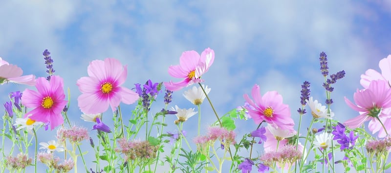 Fantasy Garden Schemes